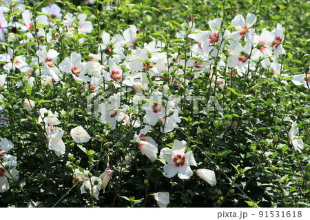 韓国国花 ムクゲの写真素材