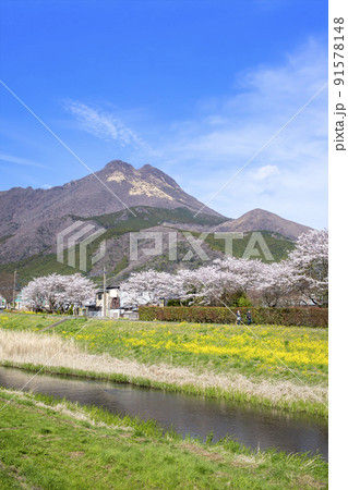 由布院の桜と菜の花、由布岳[01010021398]の写真・イラスト素材