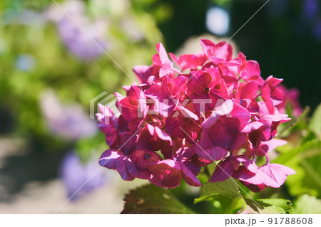 紫陽花 パリジェンヌ 花 植物の写真素材