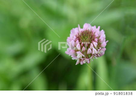 花 ピンク アップ シロツメクサの写真素材