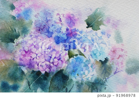 紫陽花 あじさい 花 水彩画のイラスト素材 - PIXTA