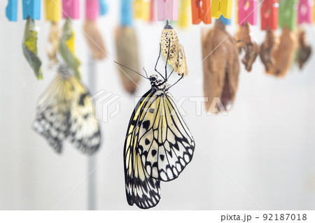 蛹 オオゴマダラ 蝶 変態の写真素材