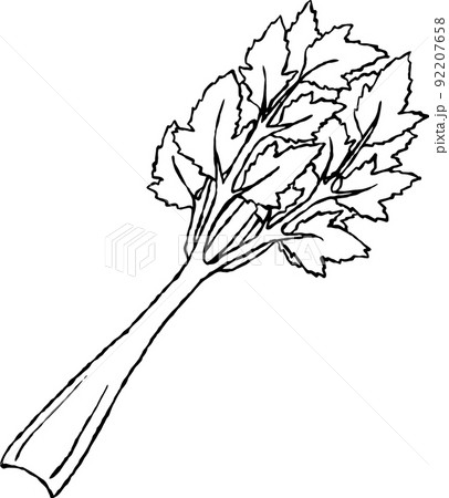 セロリのイラスト素材集 ピクスタ