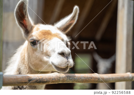 ラマ 顔 屋外 リャマ 動物の写真素材
