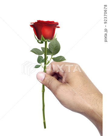 バラ 花 持つ 手の写真素材