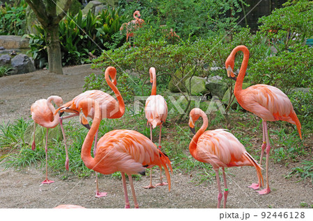 片足立ち 鳥の写真素材