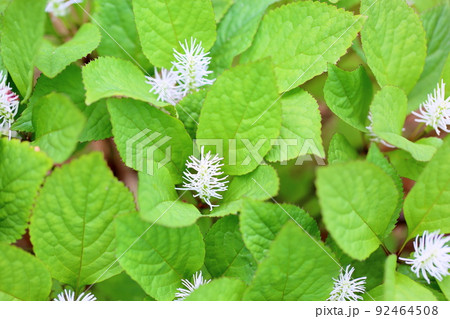 ヒトリシズカ 一人静 花 植物の写真素材