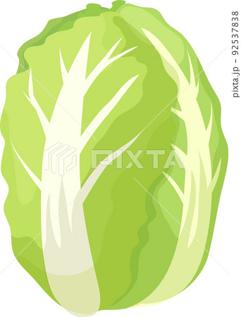 Cabbage half : 22 819 images, photos de stock, objets 3D et images  vectorielles