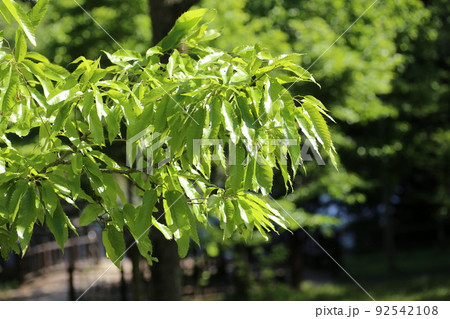メインツリー】 カツラ Cercidiphyllum japonicum 〈落葉広葉樹