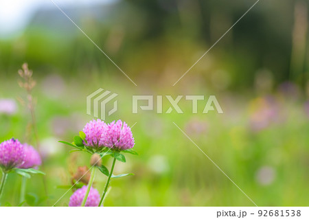 ムラサキツメクサ 赤クローバー 雑草の写真素材
