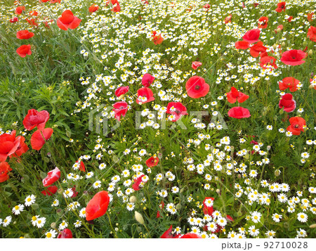 イタリア国花 屋外の写真素材