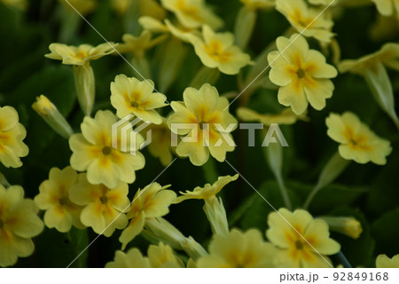 プリメラ 花の写真素材