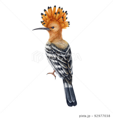 黒い鳥のイラスト素材