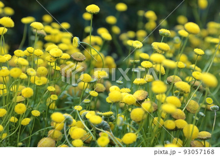 花ほたる カゲロウソウ ハナホタル 黄色の写真素材