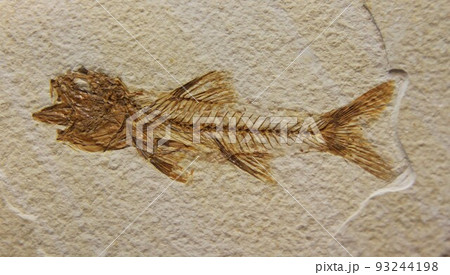 魚 化石の写真素材 - PIXTA