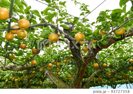 たわわに実った果樹園の梨