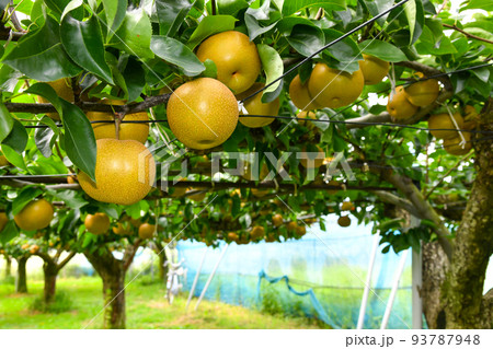 たわわに実った果樹園の梨