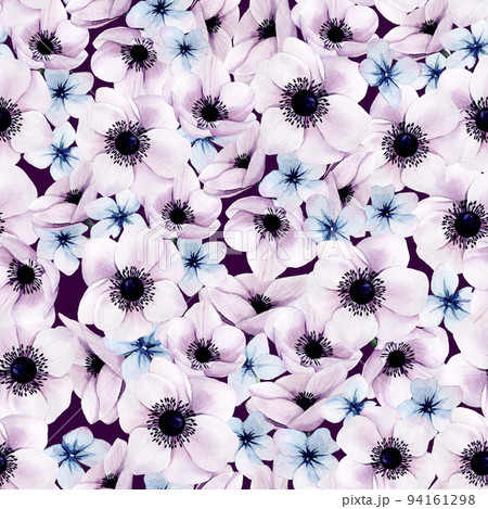 花 アネモネ 紫色 壁紙 カラフルの写真素材
