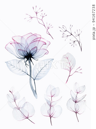 Watercolor Drawing Set Of Transparent Flowers Collection Of