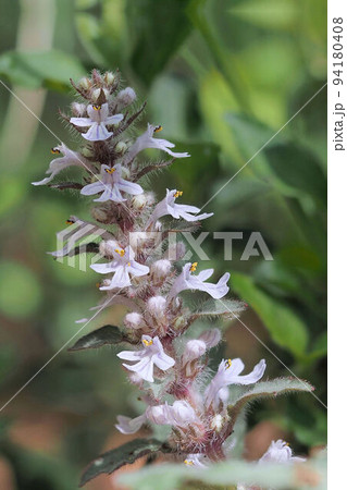 ジュウニヒトエ 十二単衣 十二単 シソ科山野草の写真素材