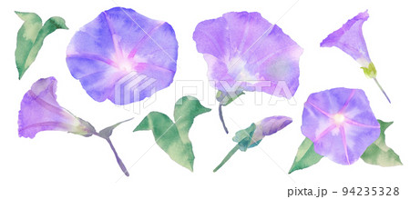 朝顔のイラスト素材集 ピクスタ