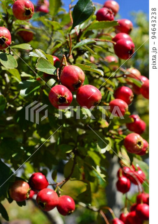 サンザシ 山査子 山樝子 バラ科サンザシ属の写真素材