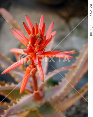 多肉植物の赤い花の写真素材