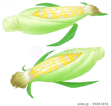 とうもろこしのイラスト素材集 ピクスタ