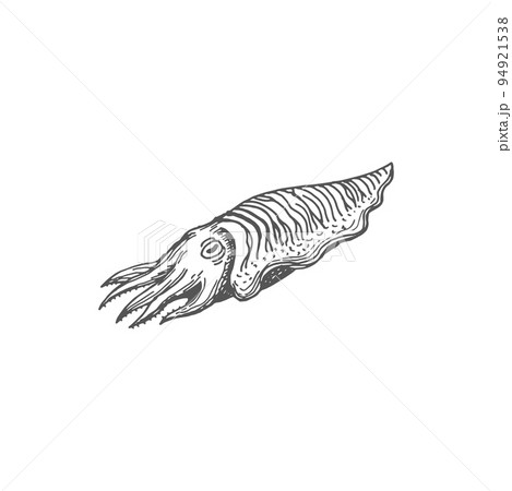 無脊椎動物のイラスト素材