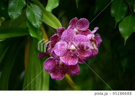 花 蘭 パンダ 洋らんの写真素材