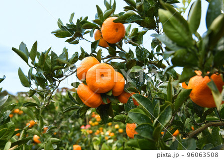 みかん畑のイメージ