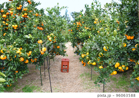 みかん畑のイメージ