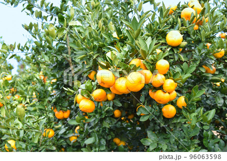 みかん畑のイメージ