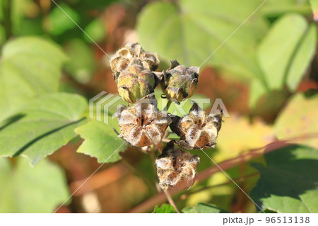 酔芙蓉 種 冬 樹木の写真素材 - PIXTA
