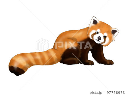 レッサーパンダ 動物 animal red pandaのイラスト素材 - PIXTA