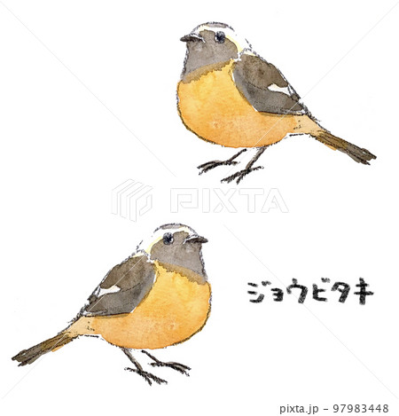 ジョウビタキ ｼﾞｮｳﾋﾞﾀｷ 鳥 水彩の写真素材 - PIXTA