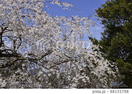 一重白彼岸枝垂桜の写真素材 - PIXTA