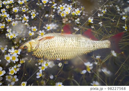 View of Two Freshwater Common Rudd Fish on Black Fishing Net and