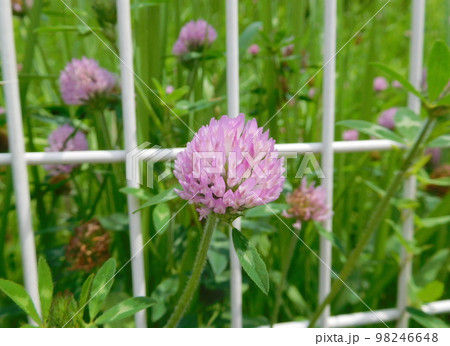 デンマークの国花の写真素材