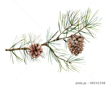まつぼっくり 松かさ 松ぼっくり 水彩画のイラスト素材 - PIXTA