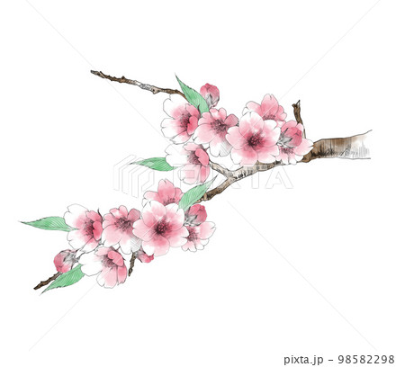 手描き 手書き 桜 お祝いのイラスト素材 - PIXTA