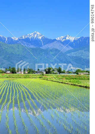 常念岳と《 安曇野 鏡面 水田 》 水彩画 風景画 原画 - メルカリ