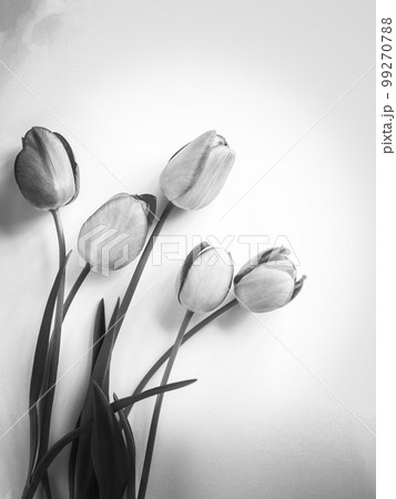 花 チューリップ モノクロ モノクロームの写真素材 - PIXTA