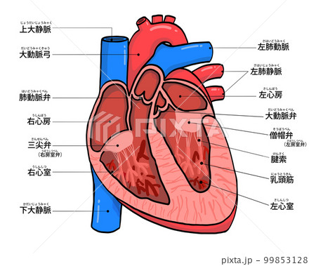 医学図譜集 心臓編【Frank H. Netter】解剖学専門書 医学イラスト オンライン限定商品】 医学図譜集 心臓編【Frank 本 医学