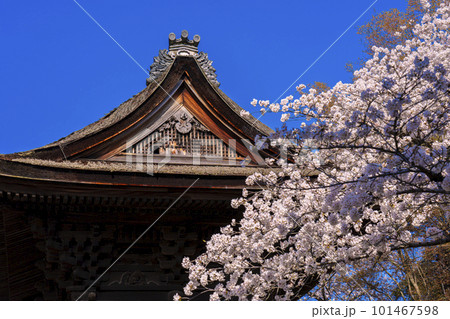 鐘桜の写真素材 - PIXTA