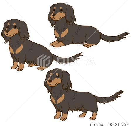 ミニチュアダックスフンド 犬 動物 立つの写真素材 - PIXTA