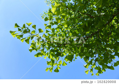 新緑のイチョウの葉のイメージ