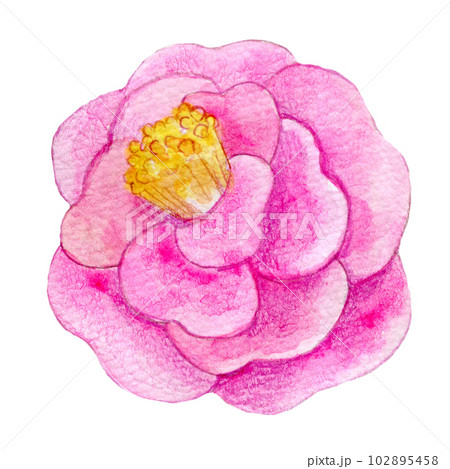 山茶花 水彩のイラスト素材 - PIXTA