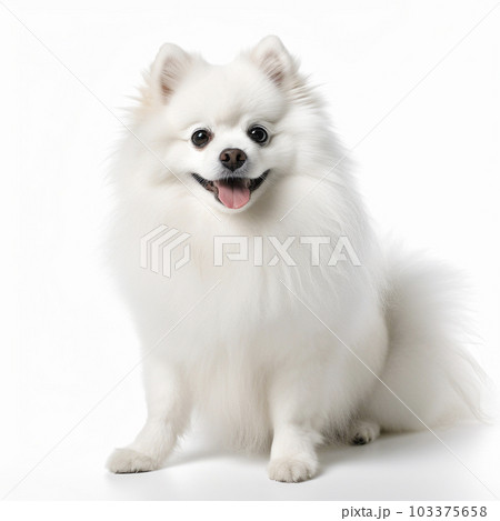 白ポメラニアンの写真素材 - PIXTA