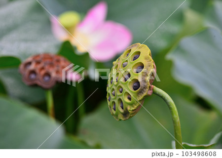 花托 ハス ハスの花托 かたくの写真素材 - PIXTA